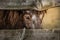 Little pony behind a wooden fence, Sad pony portrait