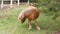 Little pony cleans her hooves while standing in the paddock. Hippotherapy for people with problems concept. Ranch