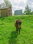 A little pony grazes in a very green contrasting meadow.