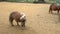 A little pony walks through the pasture animal young breed, race recreation field, landscape manege. Childhood girl