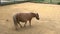 A little pony walks through the pasture nature young breed, protection rider stall grazing, landscape Childhood bridle