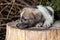 A little pooch sits on the street on a stump. Beautiful cute dog aged 2 months, pet