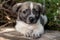 A little pooch sits on the street on a stump. Beautiful cute dog aged 2 months, pet