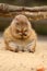 Little prairie dog eating carrot