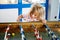 Little preschool girl playing table soccer. Happy excited positive child having fun with family game with siblings or
