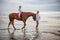 Little pretty girl on a horse. Father leading horse by its reins on the beach. Horse riding by the sea. Family concept. Father`s