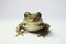 A little pretty lovely green cute frog sitting 1690447124848 7