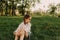 Little pretty tween girl in white clothes sitting on green grass outside in park on sunny summer day. Happy childhood and outdoor