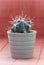 Little prickly cactus in a pot