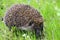 A little prickly hedgehog is looking for food on the green grass for his hedgehog