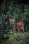 Little pudu going into the forest. Chilean fauna. Pudu puda.