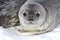 Little pup Weddell seals which lies