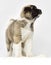 little puppies of american akita breed