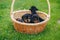 Little puppies in the basket on green grass. Species of hunting dogs