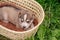 Little puppies in a basket in an outdoor summer garden