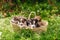 Little puppies in a basket in an outdoor summer garden