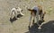 Little puppies bite and play with each other against the background of green grass. Beautiful white color, black nose and brown e