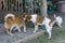 Little puppies bite and play with each other against the background of green grass. Beautiful white color, black nose and brown e