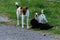Little puppies bite and play with each other against the background of green grass. Beautiful white color, black nose and brown e