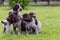 Little puppies playing on the green lawn.