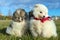 Little puppies. Pomeranian puppies playing outdoorPomeranian sp
