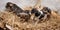 Little puppies on straw mat, kids start to explore the world_