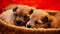 Little puppies in a wicker basket on a red background. Shallow depth of field.