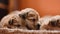 Little puppies in a wicker basket on a red background. Shallow depth of field.