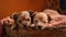 Little puppies in a wicker basket on a red background. Shallow depth of field.