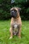 Little puppy age five months a rare breed South African Boerboel