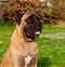 Little puppy age five months a rare breed South African Boerboel