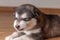 Little puppy of breed the Alaskan Malamute lying on the floor and yawns