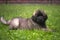 A little puppy of breed Leonberger lies in the yard