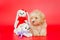 Little puppy of breed maltipoo and knitted toys