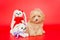 Little puppy of breed maltipoo and knitted toys