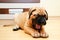 Little puppy bullmastiff