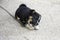 Little puppy on chain is lying on concrete floor and is gnawing bone enthusiastically. The black and white little dog closed his