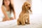 Little puppy Cocker Spaniel race sit on girls bed