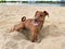 Little puppy dog breed miniature Pinscher brown resting on the beach sand background