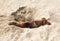 Little puppy dog breed miniature Pinscher brown resting on the beach in the sand in the excavated hole