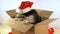 Little puppy dog in Santa hat sits in postage box with red ribbon.