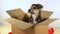 Little puppy dog sits in a postage box with red ribbon.