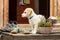 Little puppy dog on a wooden terrace. A small dog guards the house. Labrador crossbreed. Happy dog
