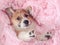 little puppy of ginger dog Corgi lies in pink a fluffy blanket with its muzzle and paws out