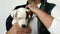 The little puppy jack russell terrier on the hands