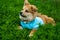 Little puppy lies on forest moss