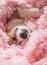 little puppy is lying in a pink fluffy blanket and sweetly sleeping pretty smiling