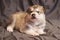 Little puppy Malamute with a cute muzzle lying on a gray background