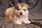 Little puppy Malamute with a cute muzzle lying on a gray background