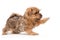 Little puppy Norfolk Terrier